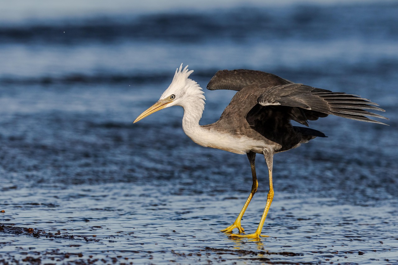The Heron That Has Decided It Lives Here Now